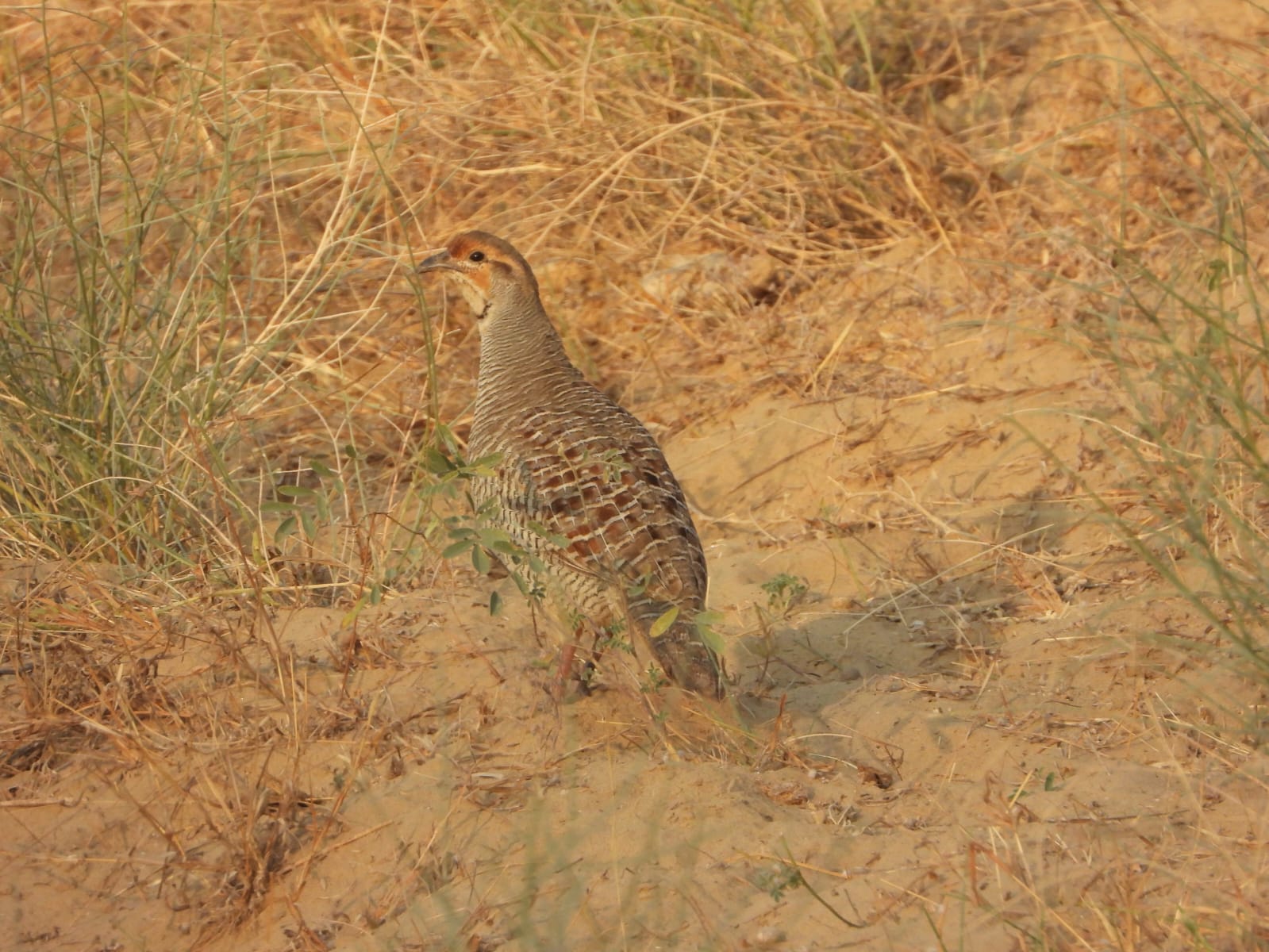 Avifaunal Surveys